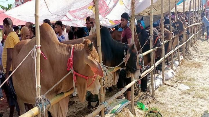 নরসিংদীতে জমে উঠেছে কুরবানির পশুর হাট