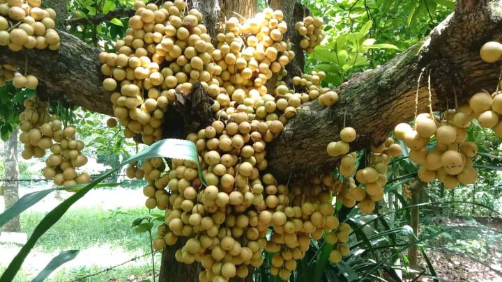 নরসিংদীতে উৎপাদিত লটকন বিক্রি হবে ১৭৫ কোটি টাকা