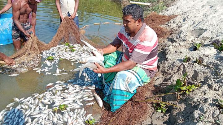 শিবপুরে বিষ দিয়ে পুকুরের মাছ নিধন 