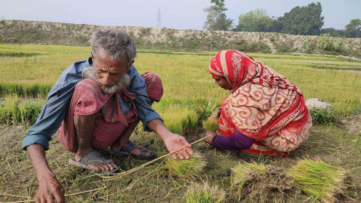 নরসিংদীতে বোরো ধান চাষে ব‍্যস্ত কৃষকরা