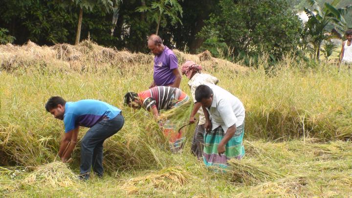 পলাশে দরিদ্র বিধবার ধান কেটে দিলো কৃষকলীগ