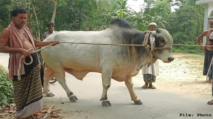 বঙ্গবন্ধু,বঙ্গমাতা এবং প্রধানমন্ত্রীর নামে কোরবানি দিলেন কৃষক দম্পতি