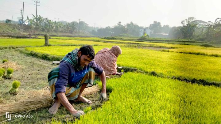 নরসিংদীতে বোরো চাষে ব্যস্ত কৃষকরা