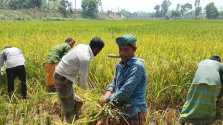 নরসিংদীতে চলছে আগাম জাতের আমন ধান কাটা ও মাড়াই উৎসব