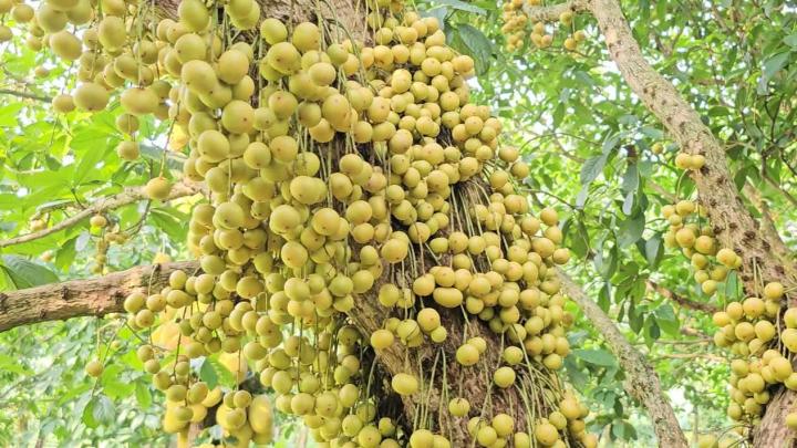 নরসিংদীর জিআই পণ্য লটকন নিয়ে দুশ্চিন্তায় চাষিরা